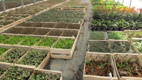 André Briant Jeunes Plants (image d’archives prise en 2016), l’une des plus grosses entités de production de jeunes plants de pépinière en Europe, va être repris par Graines Voltz. ©P.Fayolle